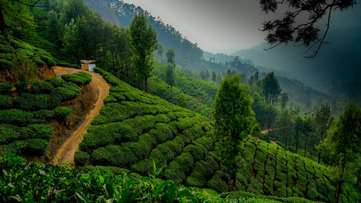 Best Toursim Place in Kerala, Munnar