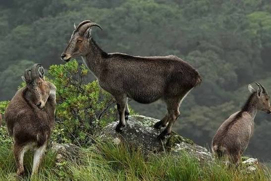 Eravikulam National Park and Nilgiri Tahr