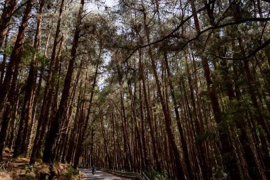 Pine Forest Woods in Kodaikanal