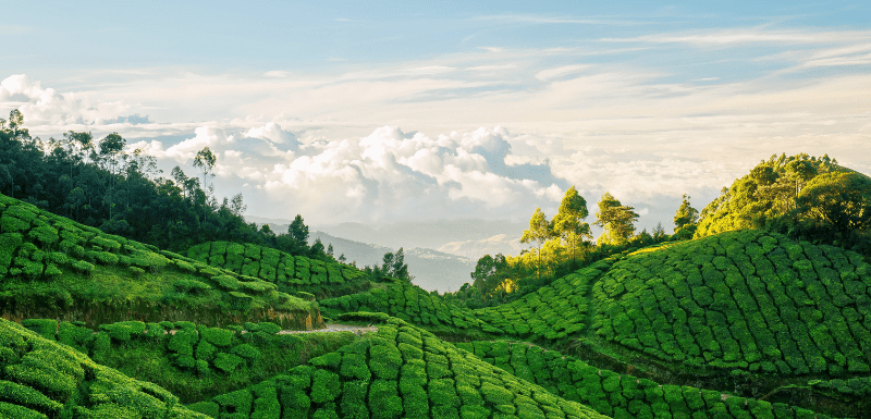 Lush Green Munnar Tea Gardens