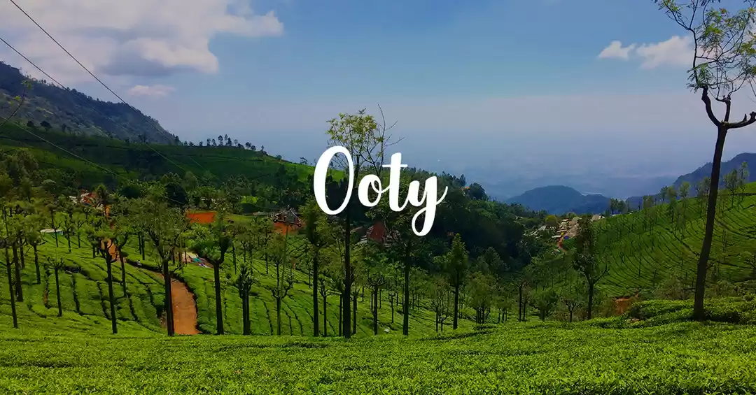 Lush Tea Estates and Blue Nilgiri Hills of Ooty