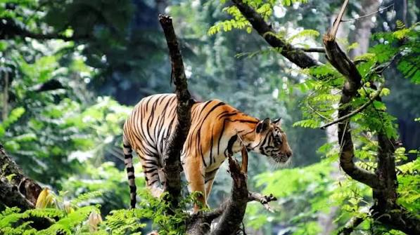 Kerala Classic Tour – Kochi, Munnar, Thekkady & Alleppey